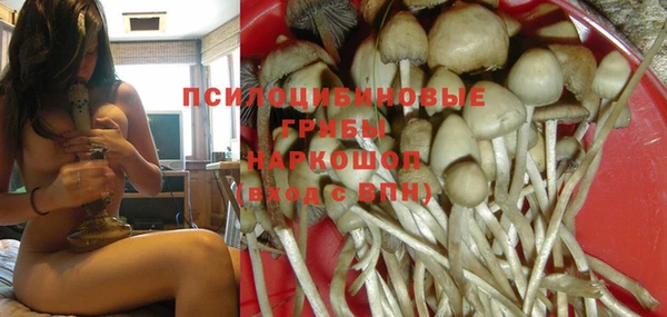 шишки Коряжма